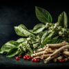 Ashwagandha (Withania somnifera) plant with green leaves, red berries, and medicinal roots on a black background.