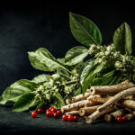 Ashwagandha (Withania somnifera) plant with green leaves, red berries, and medicinal roots on a black background.