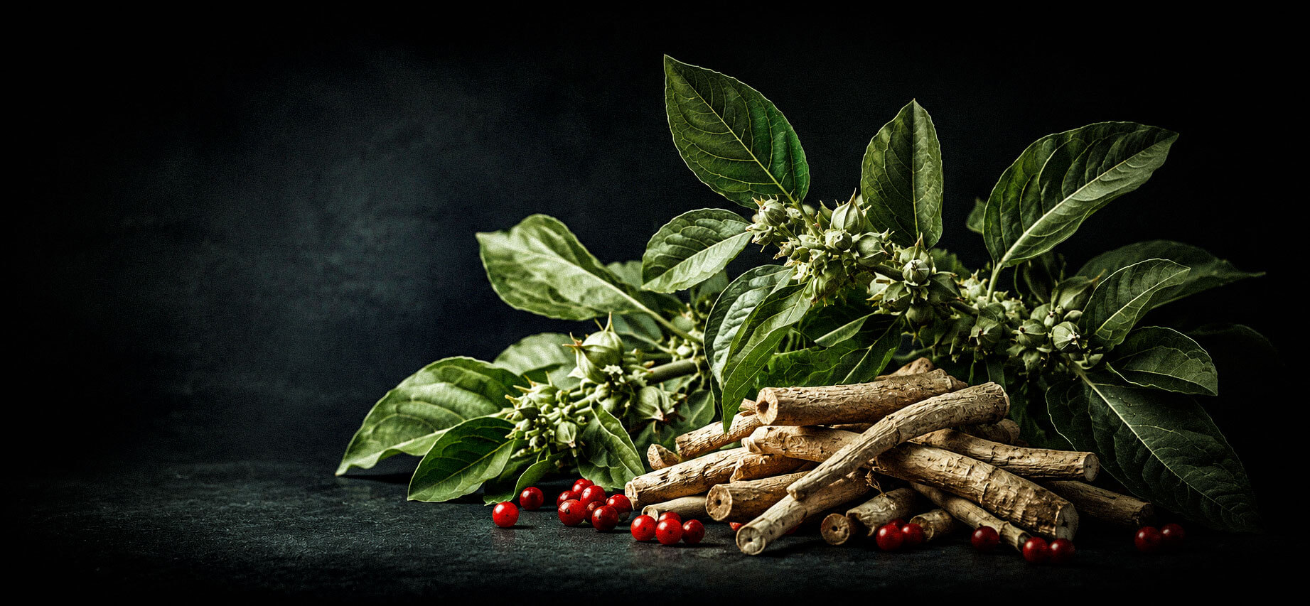 Ashwagandha (Withania somnifera) plant with green leaves, red berries, and medicinal roots on a black background.