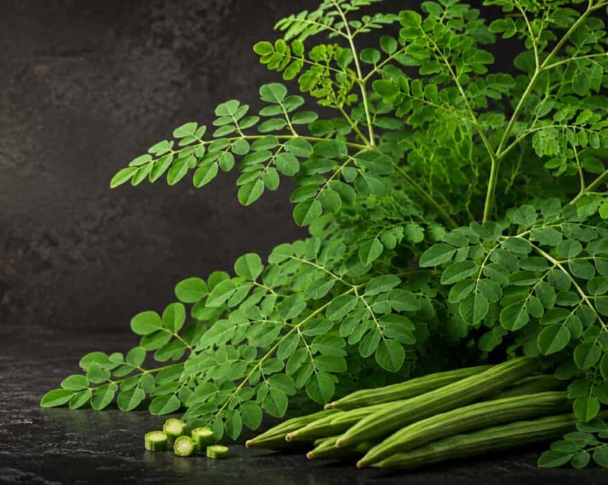 Premium Moringa (Moringa oleifera) leaves and fresh drumstick pods on a black botanical background with soft golden light.