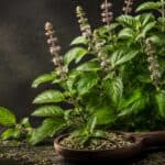 Premium Tulsi (Holy Basil / Ocimum tenuiflorum) plant with fresh green leaves and flowering spikes on a dramatic black botanical background.
