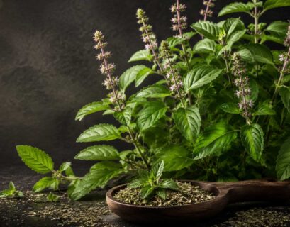 Premium Tulsi (Holy Basil / Ocimum tenuiflorum) plant with fresh green leaves and flowering spikes on a dramatic black botanical background.