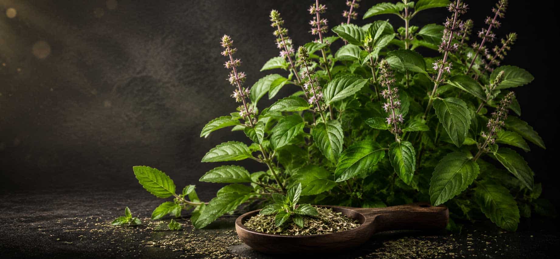 Premium Tulsi (Holy Basil / Ocimum tenuiflorum) plant with fresh green leaves and flowering spikes on a dramatic black botanical background.